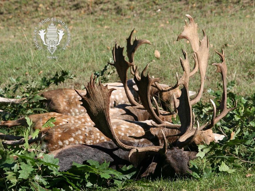 Fallow buck hunting in the world-famous Gyulaj hunting area – special offer period