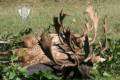 Fallow buck hunting in world famous Gyulaj