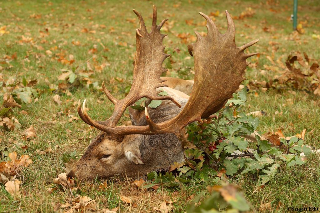 Fallow buck package in West - Hungary
