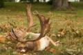 Fallow buck package in West - Hungary