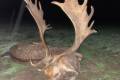 Fallow deer hunting near Budapest - Fallow bucks about 3,0 - 3,5 kg