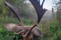 Fallow deer hunting near Budapest - Fallow bucks about 3,0 - 3,5 kg