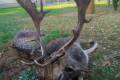Fallow deer hunting near Budapest - Fallow bucks about 3,0 - 3,5 kg