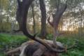 Fallow deer hunting near Budapest - Fallow bucks about 3,0 - 3,5 kg