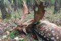 Fallow buck package in West - Hungary