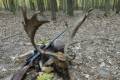 Fallow buck hunting in South - Hungary (Újpetre)