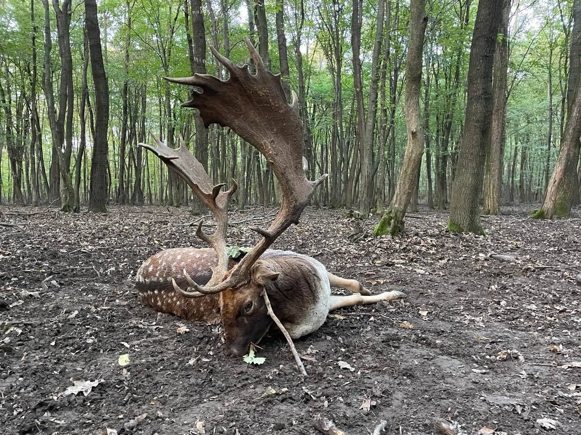 Fallow buck hunting in South - Hungary (Újpetre)
