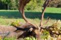 Fallow buck hunting in South - Hungary (Újpetre)