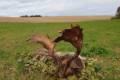 Fallow buck hunting in South - Hungary (Újpetre)