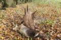 Fallow buck hunting in South - Hungary (Újpetre)
