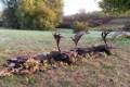 Fallow buck hunting in South - Hungary (Újpetre)