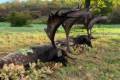Fallow buck hunting in South - Hungary (Újpetre)