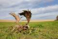 Fallow buck hunting in South - Hungary (Újpetre)