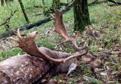 Fallow deer hunting