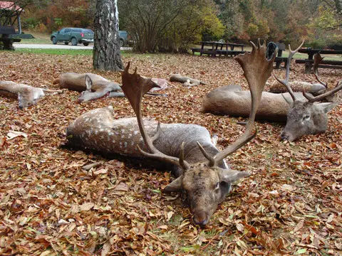 Fallow buck hunting in Nort - Hungary (near Budapest)