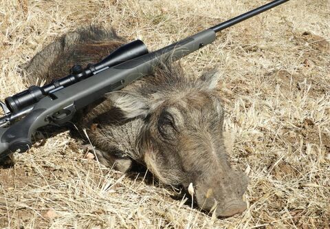 Warthog and bushpig hunt in South - Africa