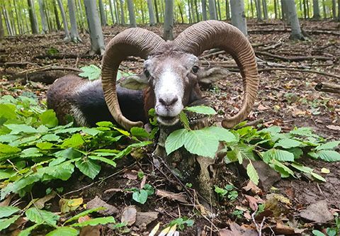 Mouflon ram hunting in North - Hungary (Forestry area)