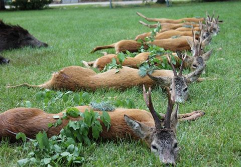 Roe buck hunting near Lake Balaton (Siófok)