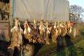 Small game hunting in Csongrád county