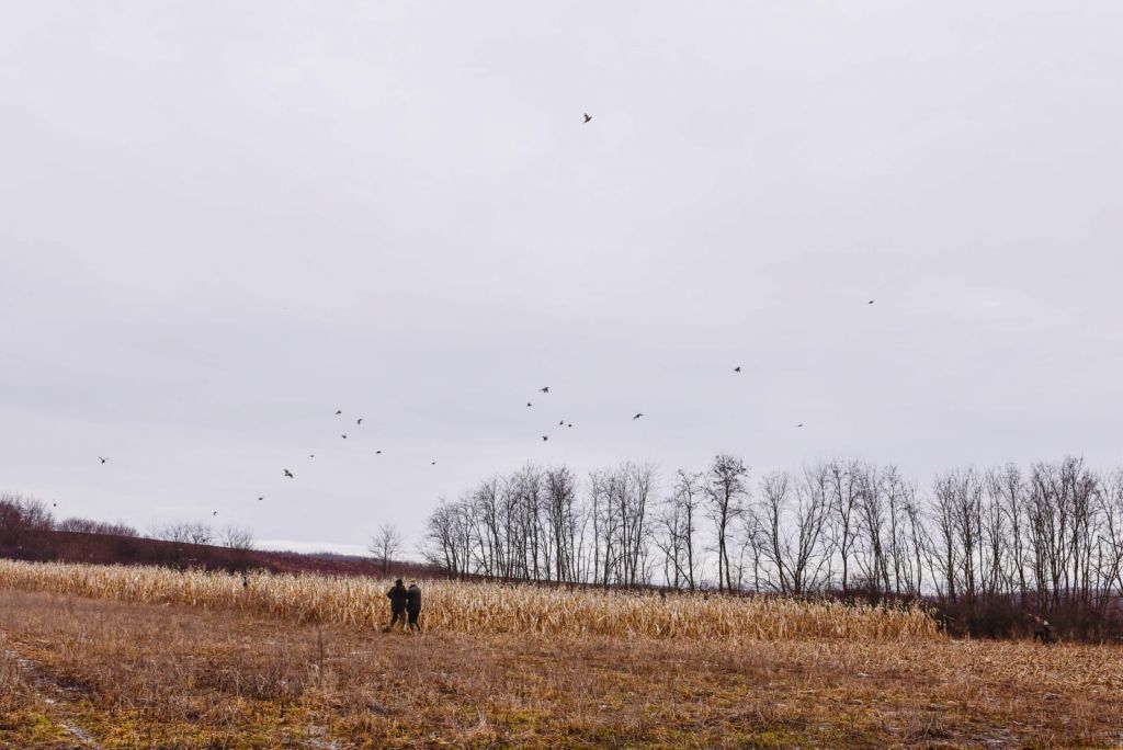Pheasant hunting in North-Hungary Premium quality