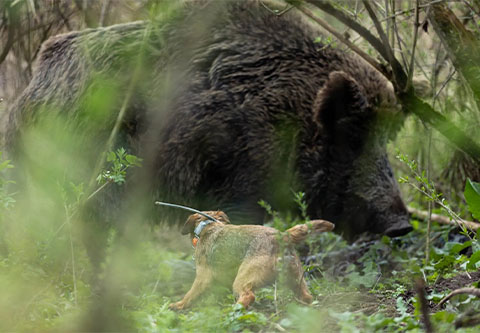 Driven hunt at the Lake Balaton