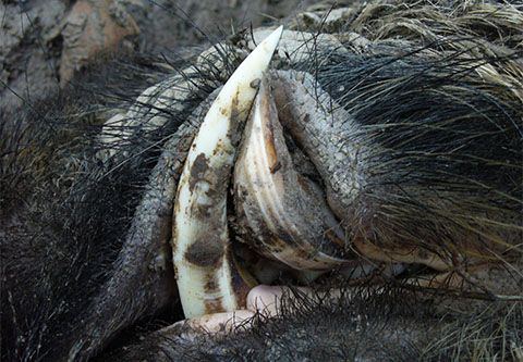 Tusker hunting in South - Hungary with horse carriage