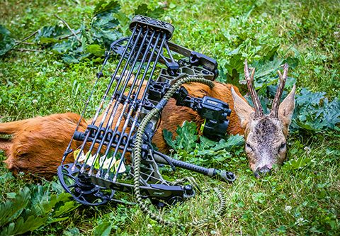 Bowhunt in summer - Gemenc