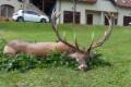 Bow hunt in North - Hungary (fenced area)