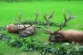 Bow hunt in North - Hungary (fenced area)