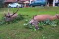 Bow hunt in North - Hungary (fenced area)