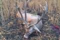 Red stag hunting in West - Hungary near Sárvár