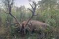 Red stag hunting in West - Hungary near Sárvár