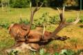 Red stag package in West - Hungary