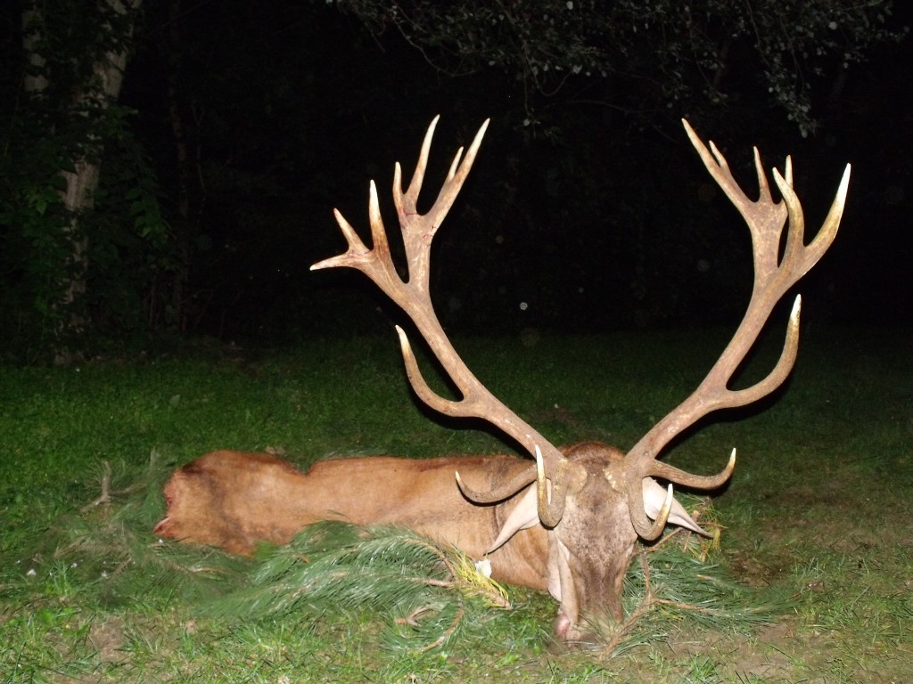 Red stag hunting in Middle - Hungary (Forestry area)