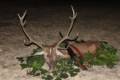 Red stag hunt in Middle-Hungary