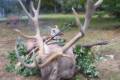 Red stag hunt in Middle-Hungary