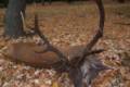 Red stag hunt in Middle-Hungary