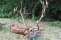 Red stag hunt in Middle-Hungary