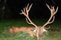 Red stag hunt in Middle-Hungary