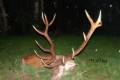 Red stag hunt in Middle-Hungary