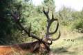 Red stag hunt in Middle-Hungary