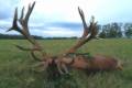 Red stag hunt in Middle-Hungary