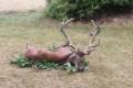 Red stag hunt in South - Hungary (Forestry field)