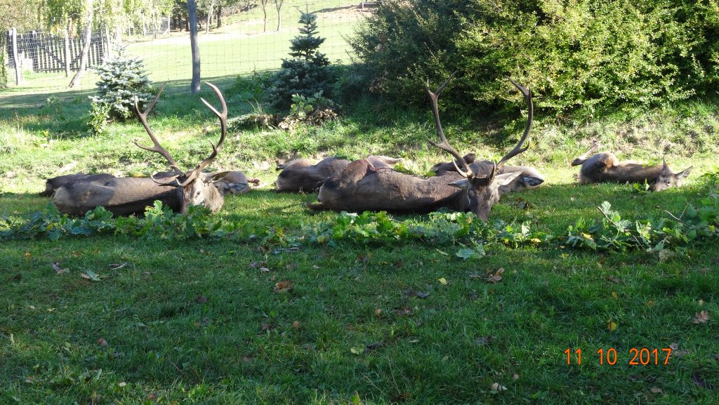 Red stag package offer in South - Hungary