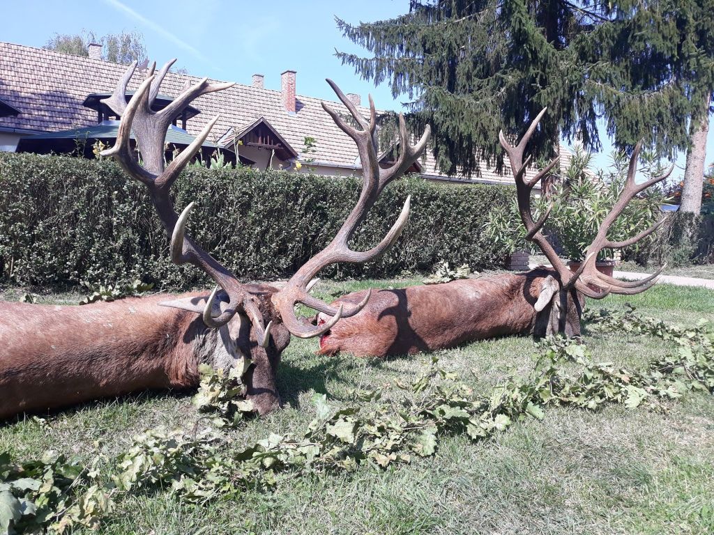 Red stag hunt in South - Hungary (Forestry field)