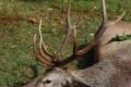 Red stag package offer in West - Hungary  (National forestry)