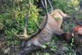 Red stag package offer in West - Hungary  (National forestry)