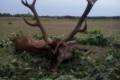 Red stag hunt in South - Hungary (Sükösd)