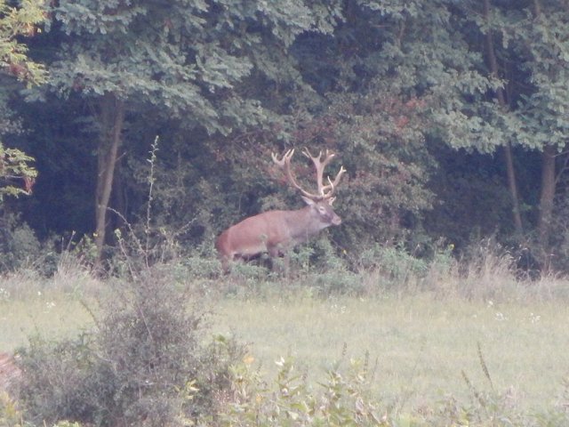 Red stag hunt in South - Hungary (Sükösd)