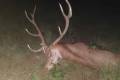 Red stag hunt in North - Hungary with fix cost